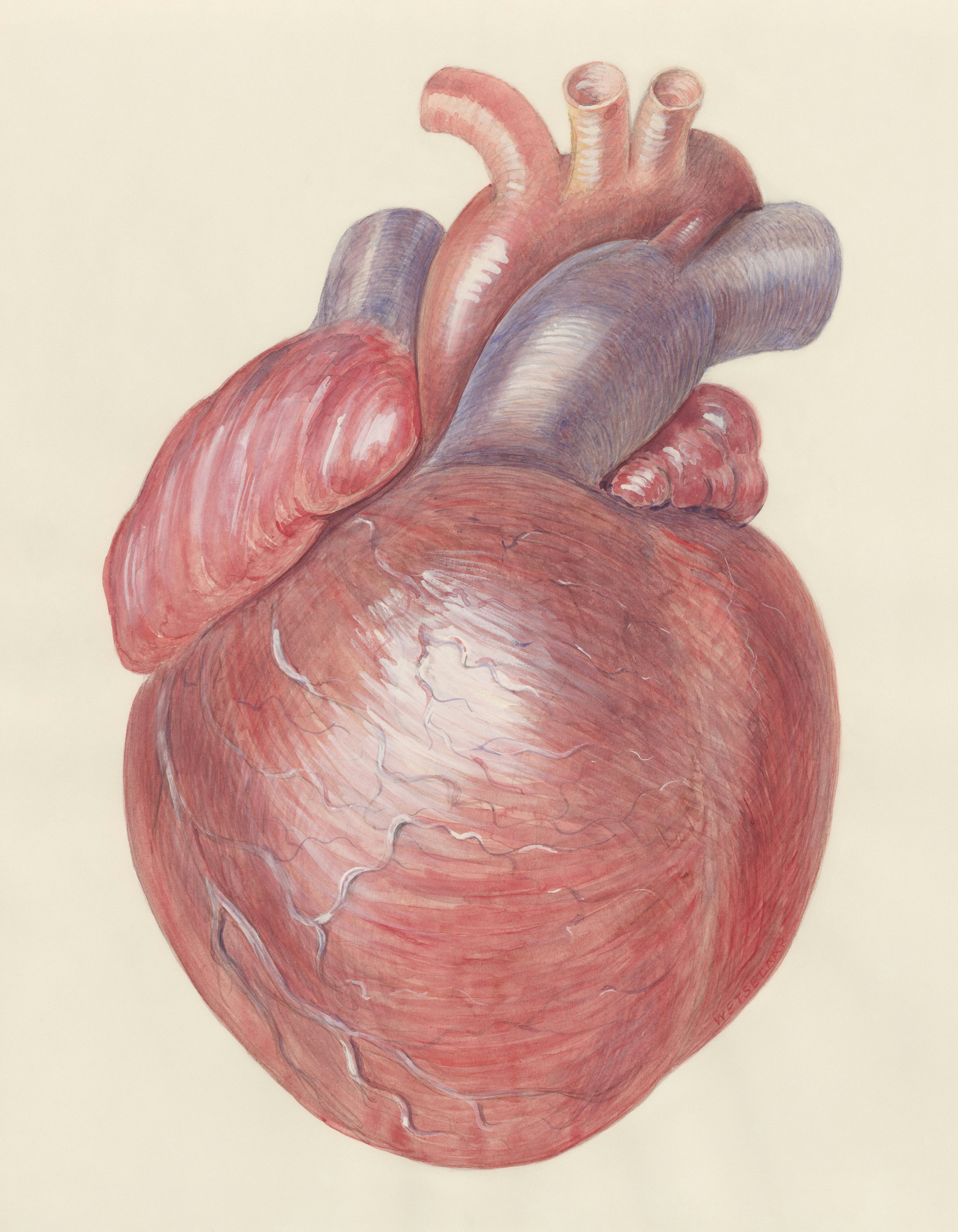 3D Heart Model