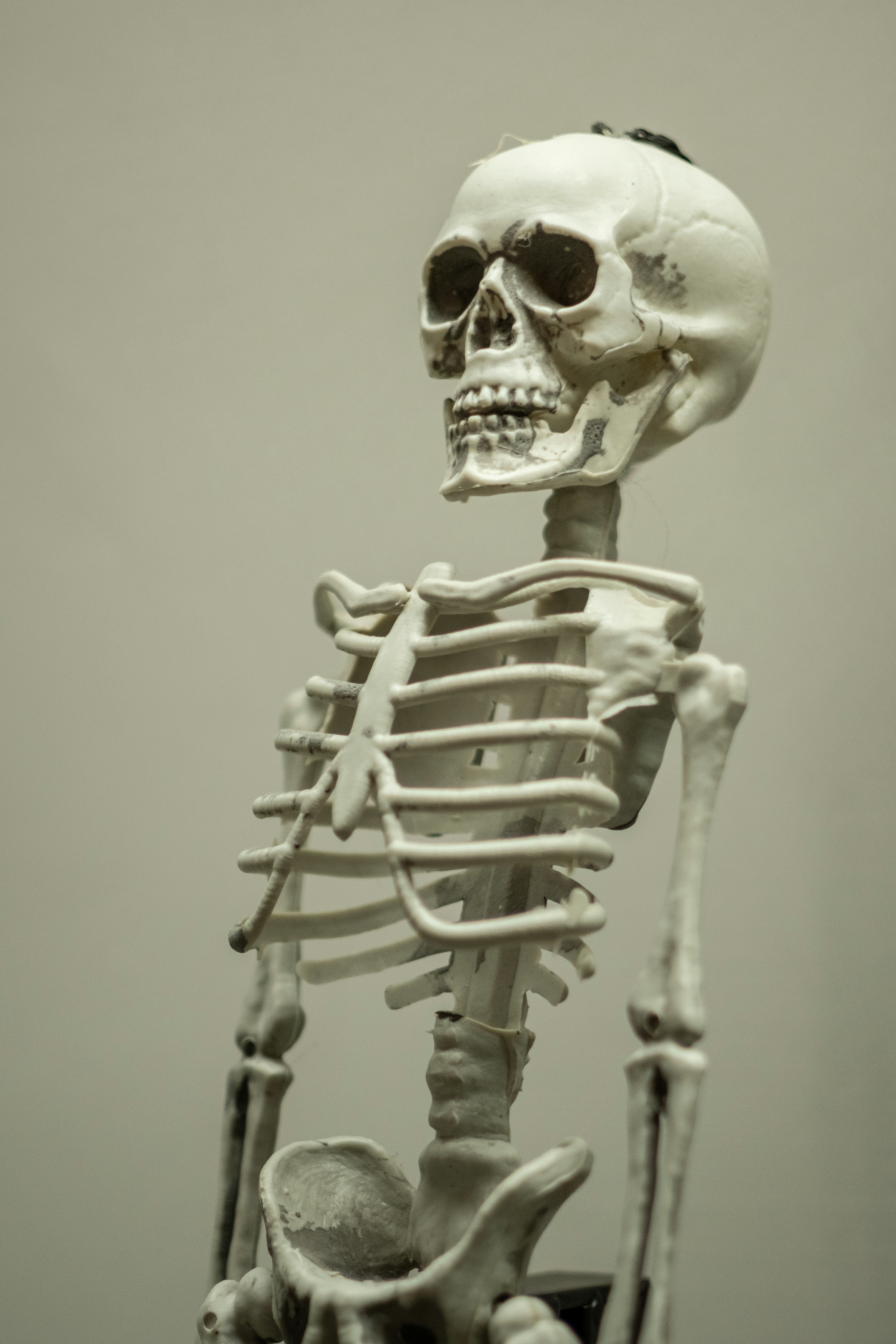 3D Skeletal System Model