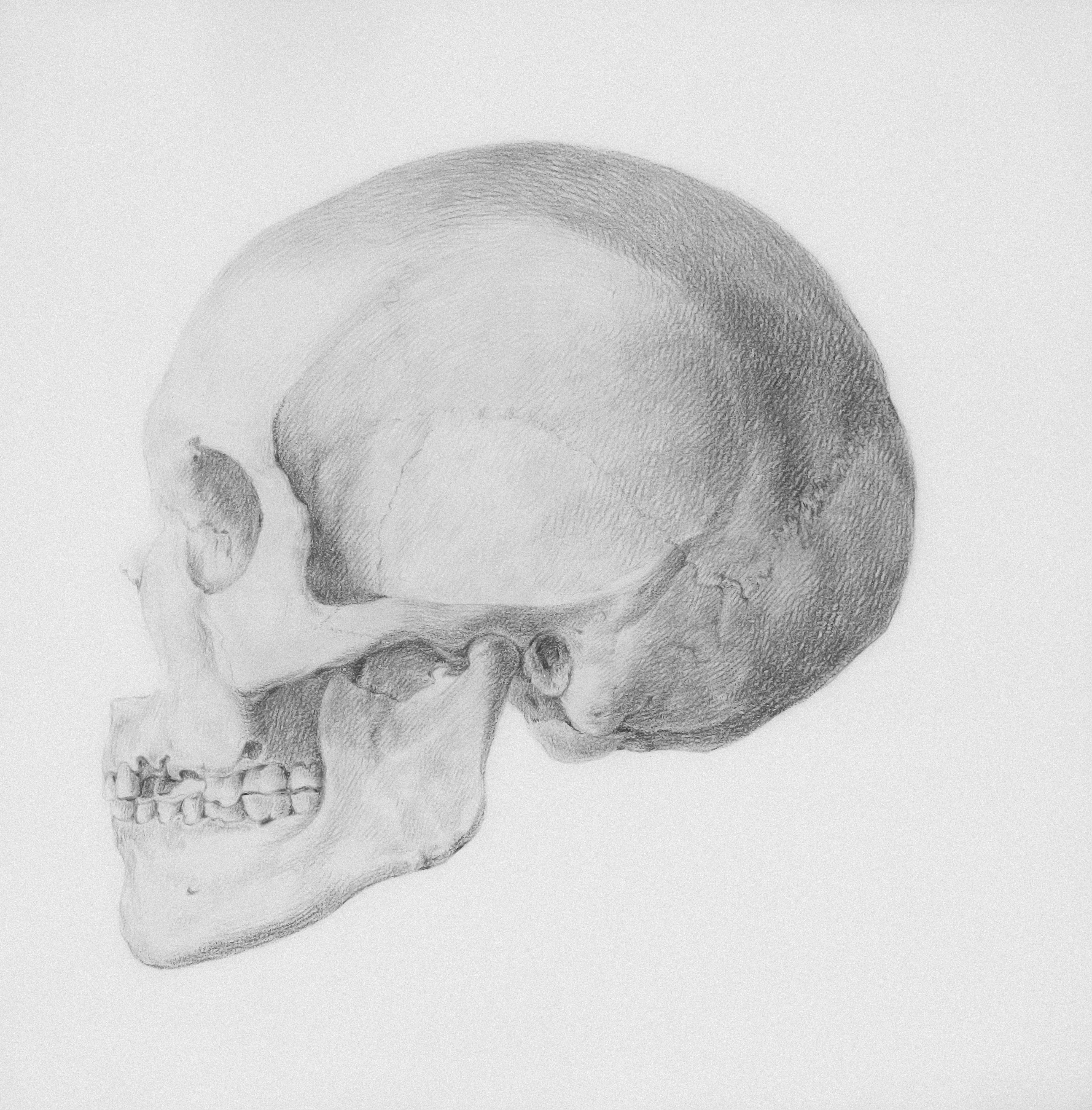 3D Skull Model