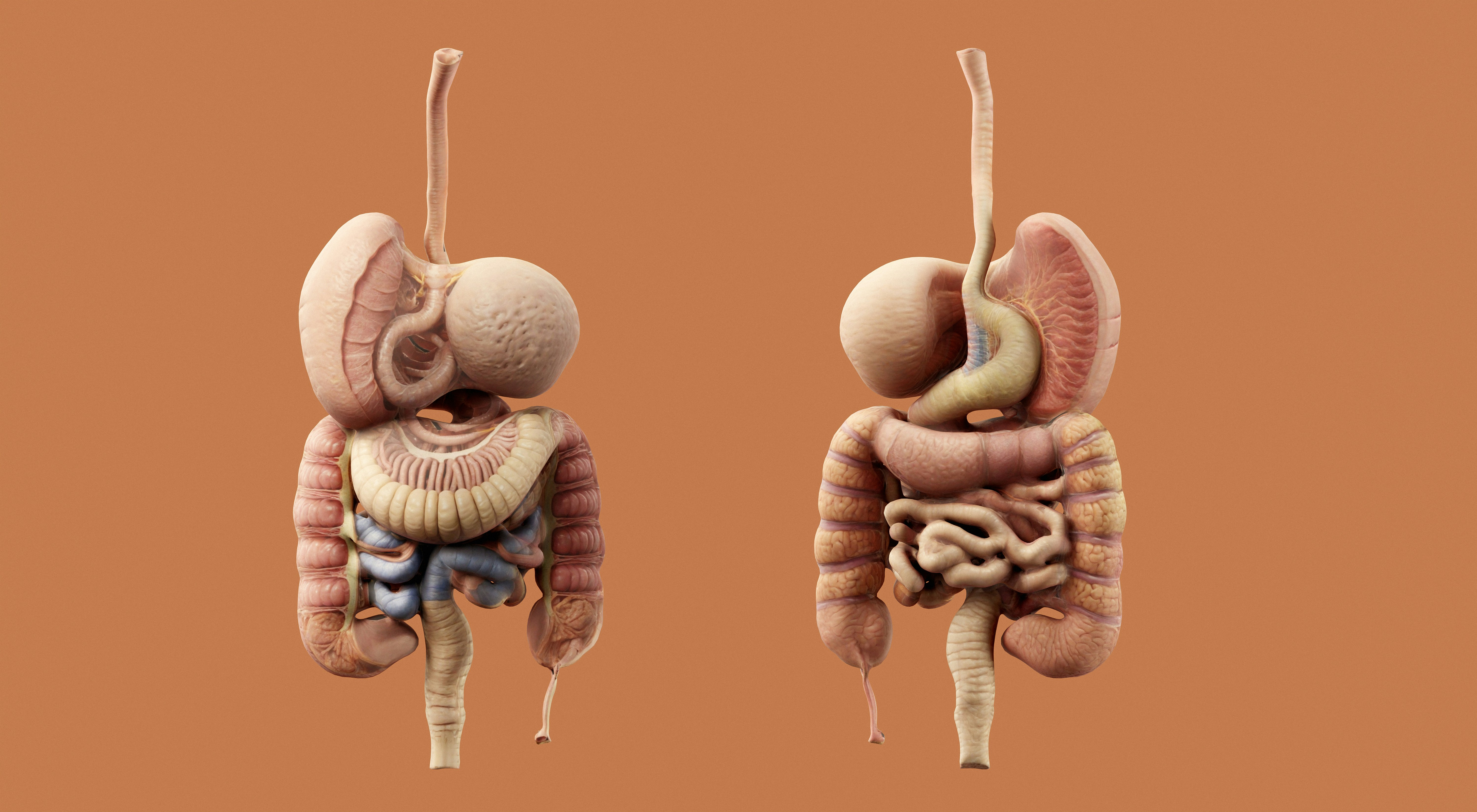 3D Stomach Model